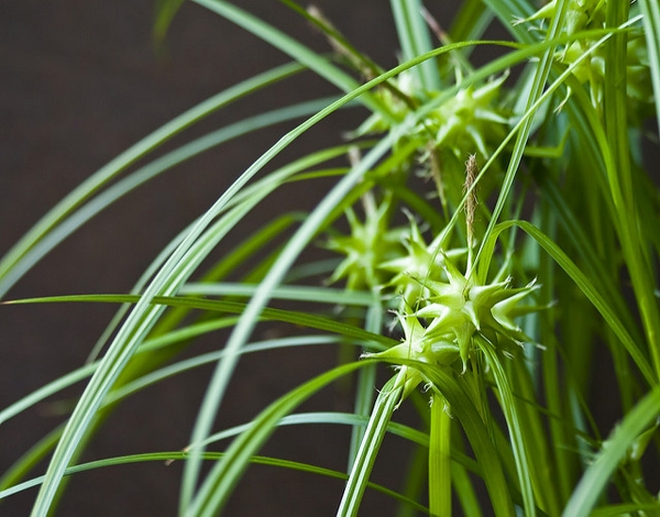 Grassy foliage & an inflorescence of several dense spikes