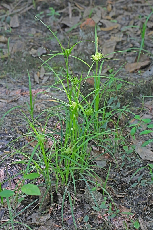 Grassy plants with spiky inflorescences.