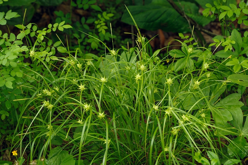 Grassy plants with spiky inflorescences.