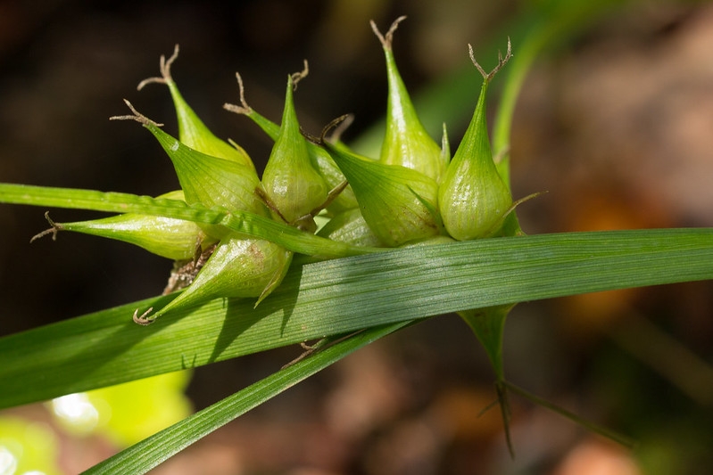 Close-up of the spiky spikes.