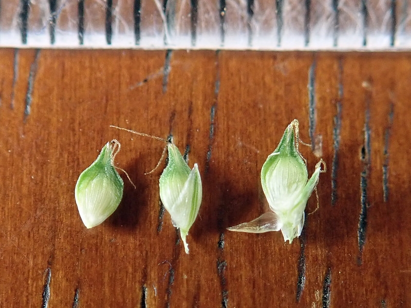 Isolated female flowers enclosed in utricles