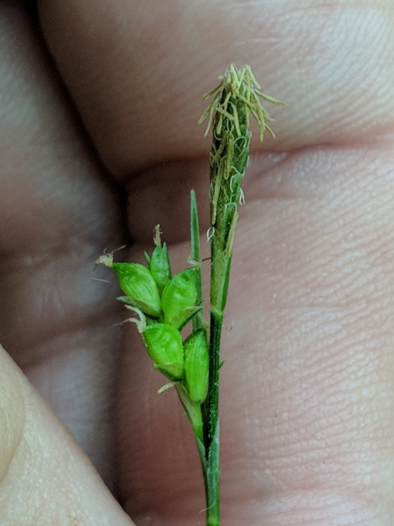 Fingers cradling spike with fruits & spike with male flowers.