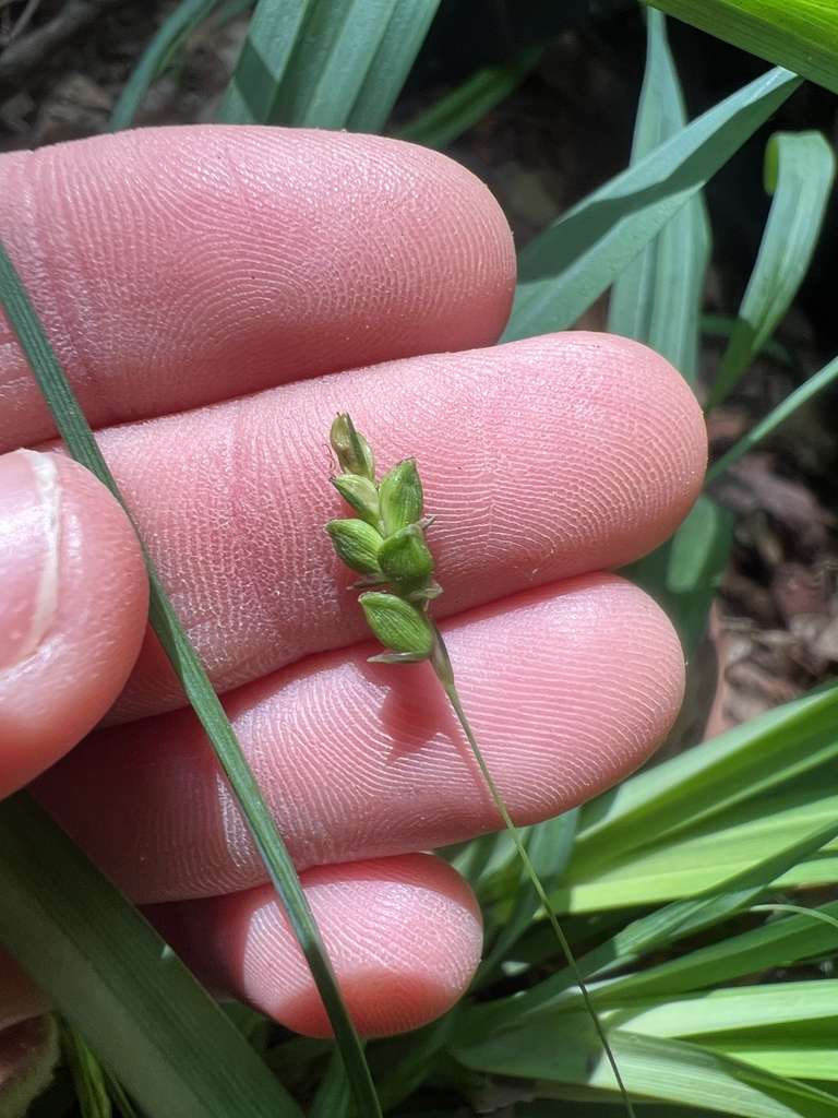 Fingers cradling spike with green achenes