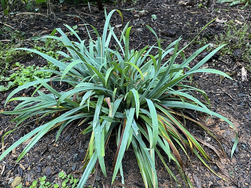 Grassy plant with glaucous blue foliage