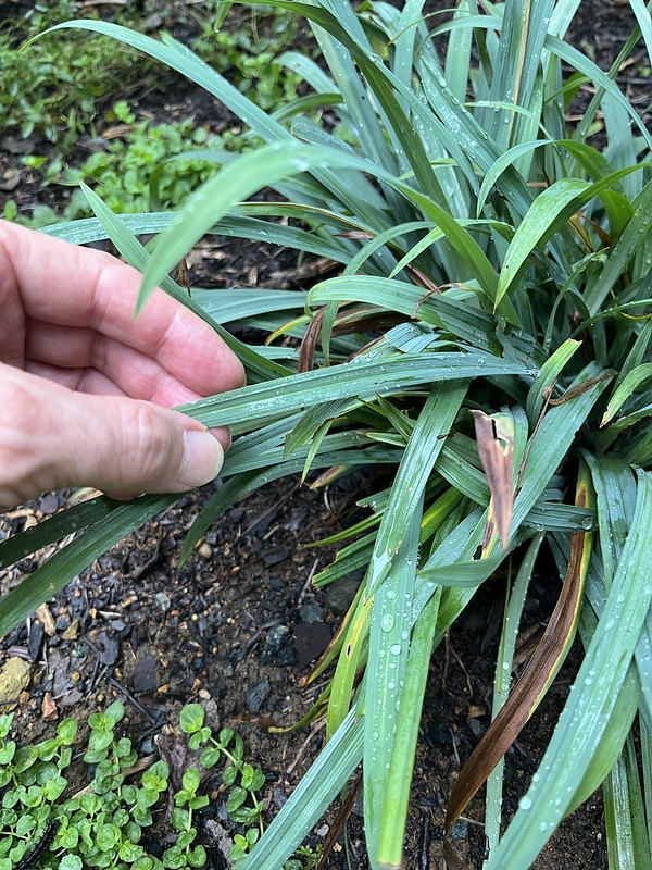 Fingers holding leaf of grassy plant with glaucous blue foliage