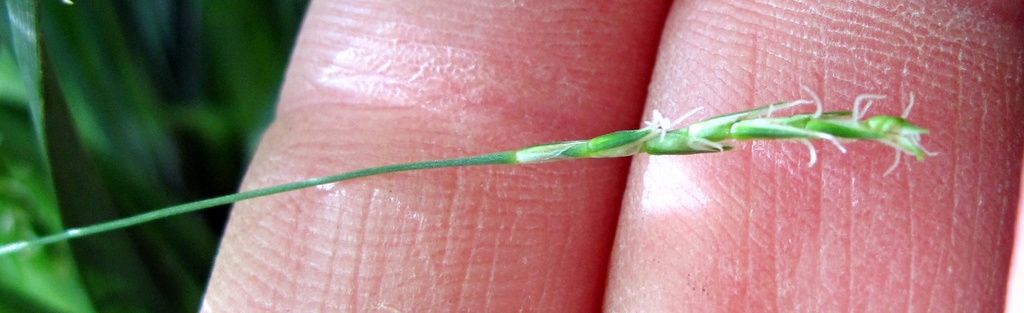 Fingers cradling a spike with exserted stigmas.