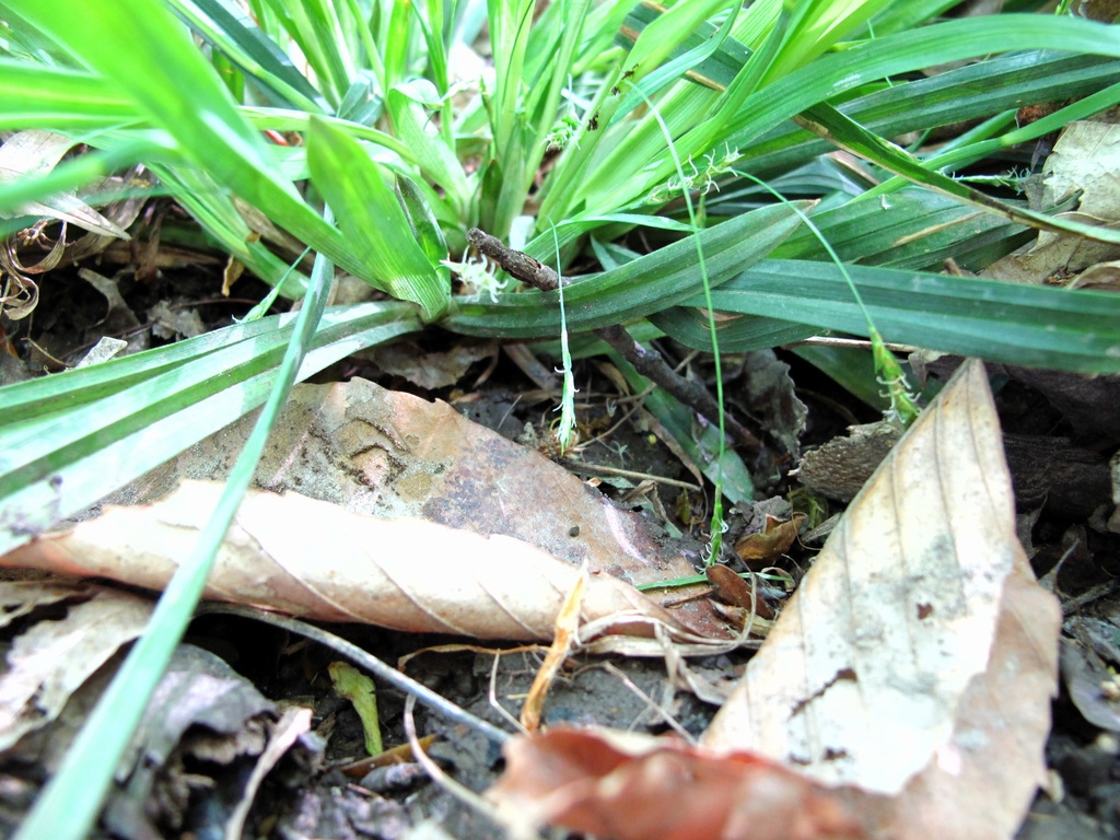 Base of grassy plant w/ arching inflorescences w/ tiny flowers