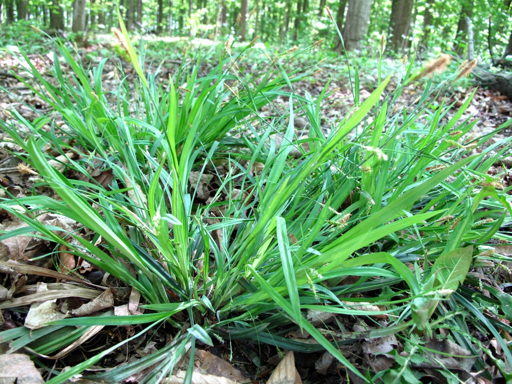 A spreading, grassy plant in a woodland setting.