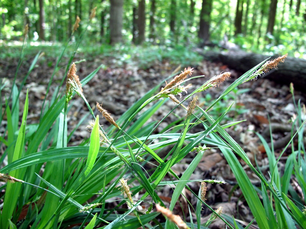 Grassy plant with spikes of old flowers with withered stamens