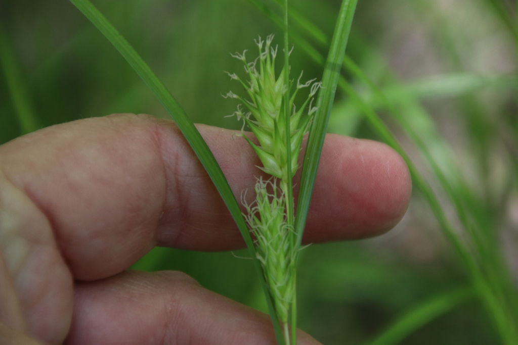 Female flowers with stigmas emerging from utricles.