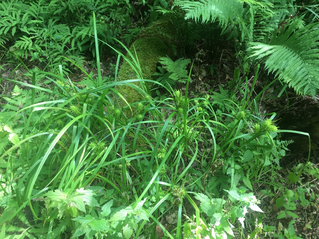 Grassy plant with prominent, spiky inflorescences