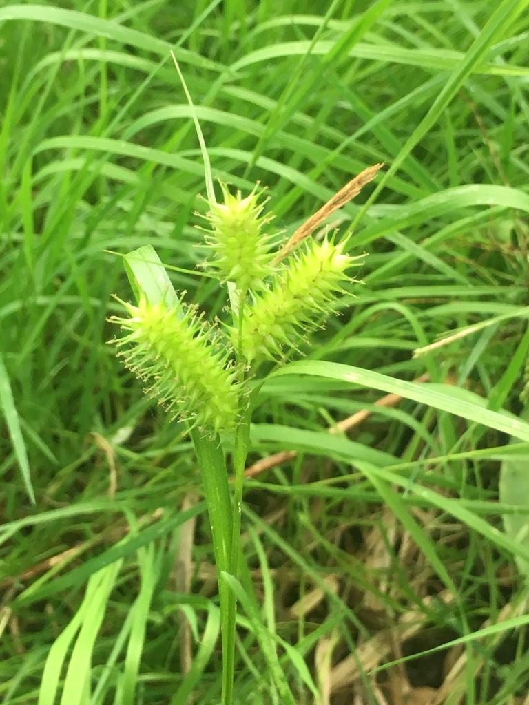 Close-up of spiky utricles in three spikes.