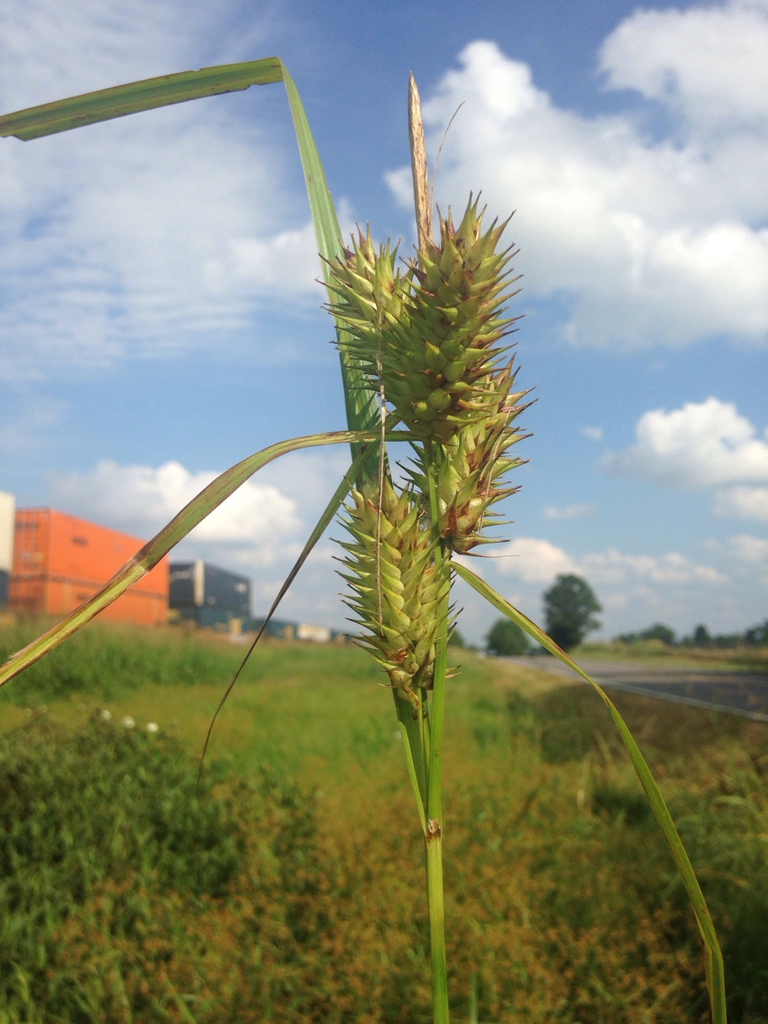 Spikes of spiky utricles ripening in a roadside verge.