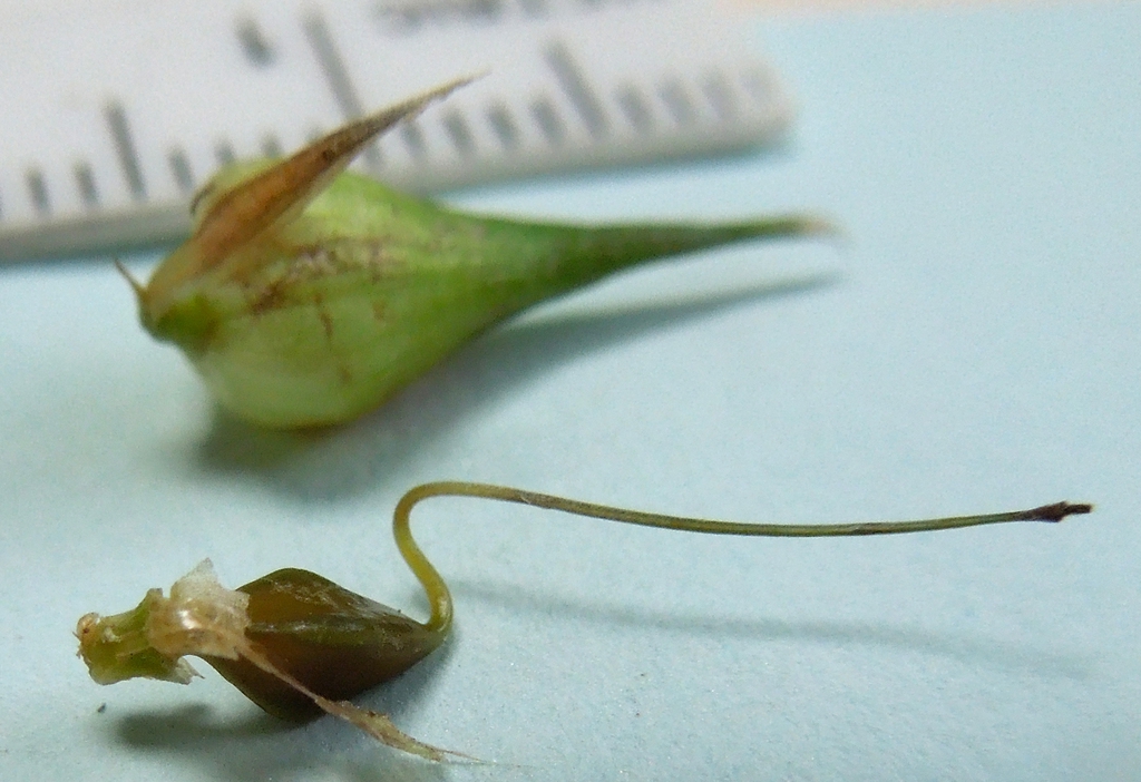 Utricle and a dissected achene with the long style attached.