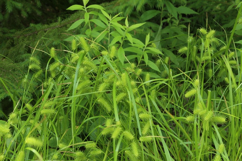 Large clump of grassy foliage & spikey fruit clusters.