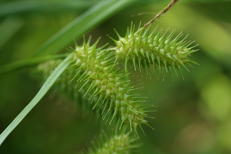 Close-up on spikey inflorescences.