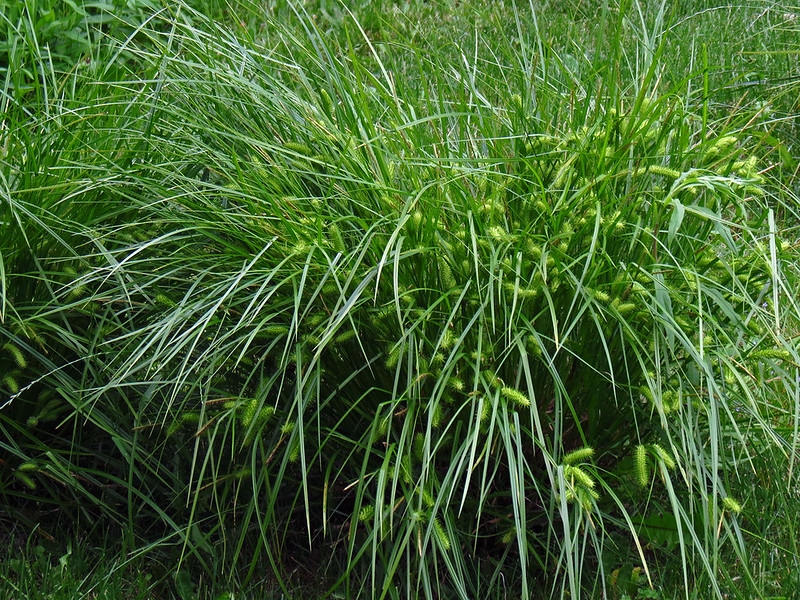 Large clump of grassy foliage & spikey fruit clusters.