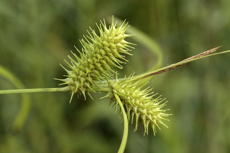 Close-up on spikey inflorescences.