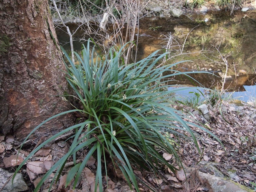 Green grassy plant with spikes of male flowers