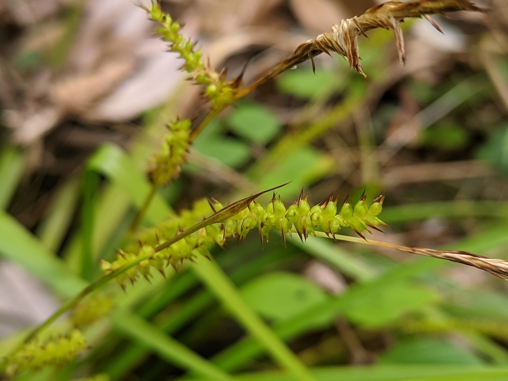 Close-up of female spike with green utricles.