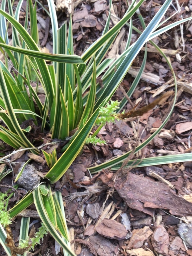 mounding sedge with green leaves with cream margins