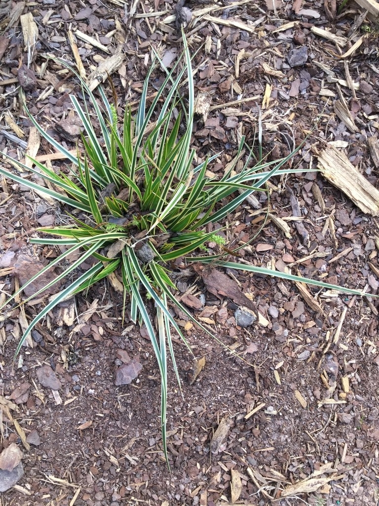 mounding sedge with green leaves with cream margins