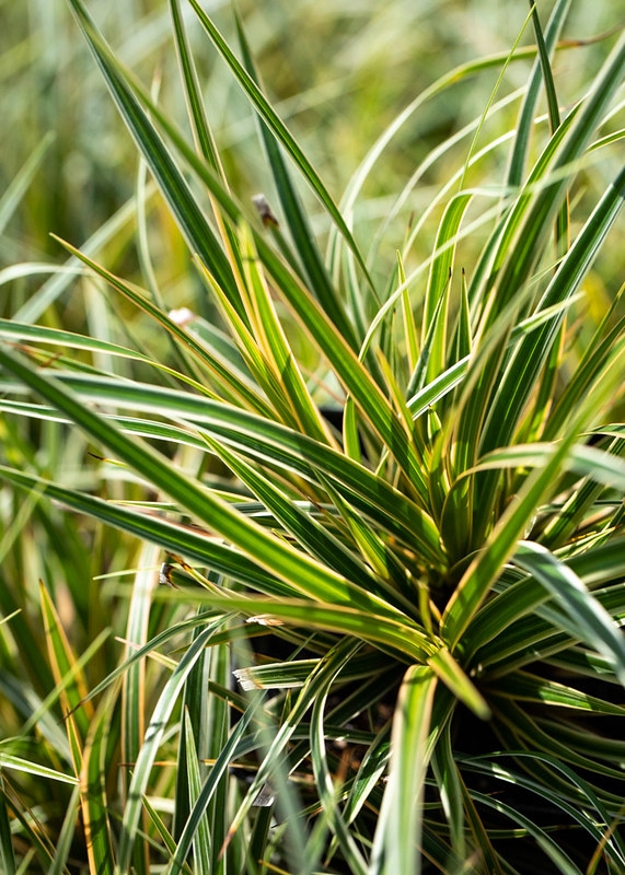 Grassy plant with yellow margins on the leaves