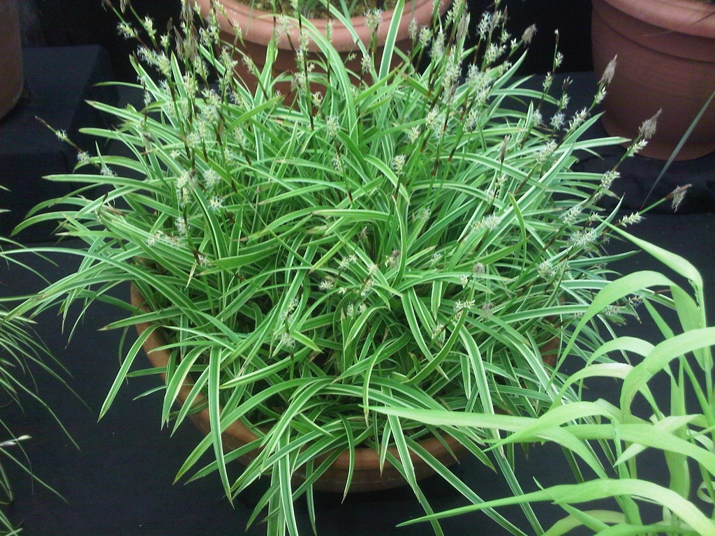 Grassy plant with white margins on the leaves