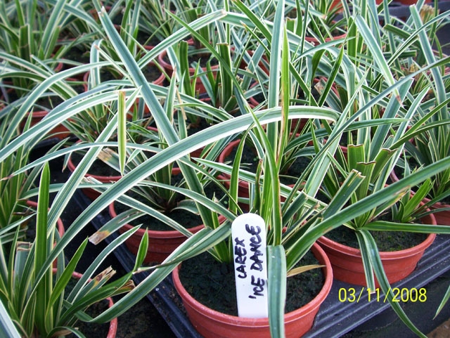 Grassy plant with white margins on the leaves