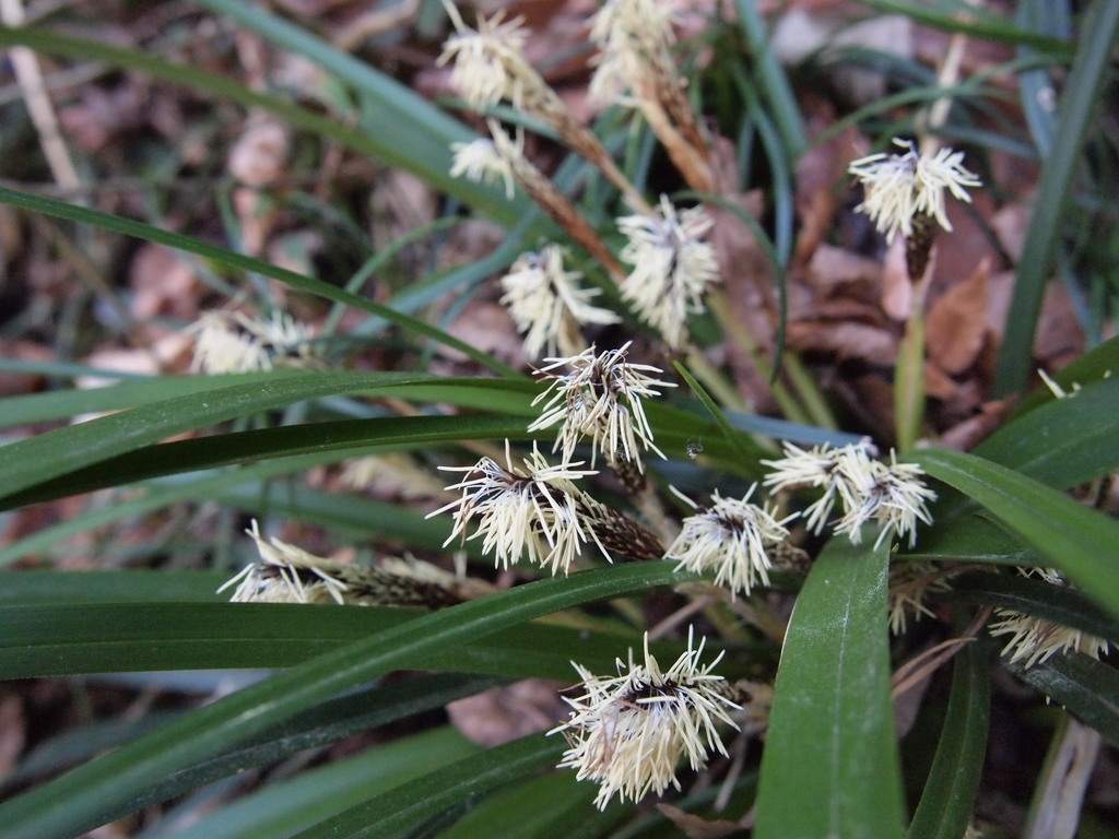 Green grassy plant with spikes of male flowers & long anthers