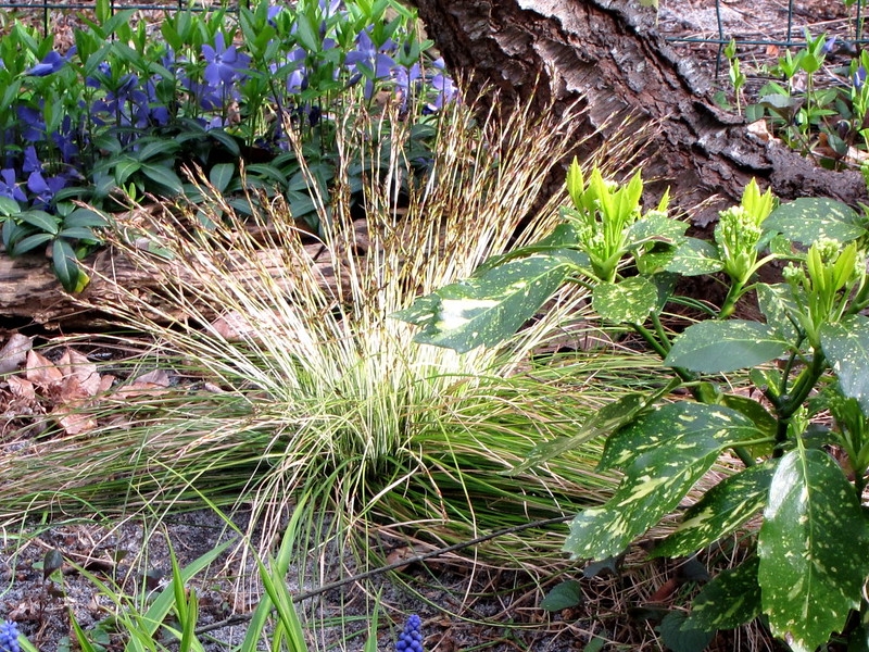 Grassy plant with yellow margins on very narrow leaves