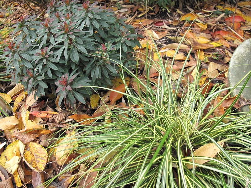 Grassy plant; leaves with green margins & white central stripe