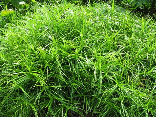 Bed plants of erect stems with cauline leaves.