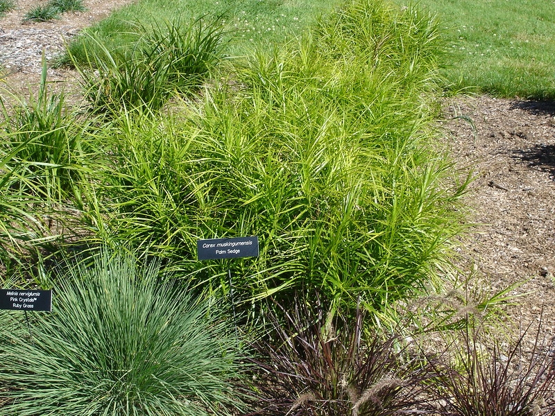 Bed plants of erect stems with cauline leaves.