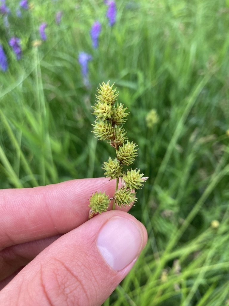 Fingers holding an inflorescence that has cone-like spikelets