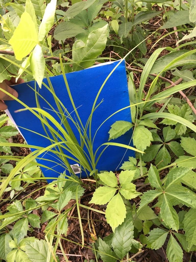 Grassy plant in situ with a blue card placed behind the plant