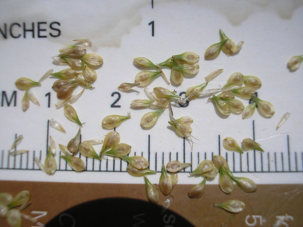 Close-up of isolated achenes on a ruler showing they are 3 mm