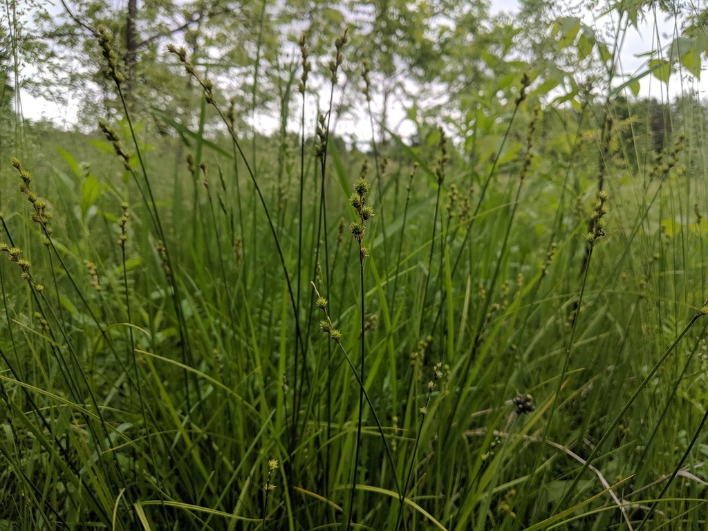 Grassy plant in situ.