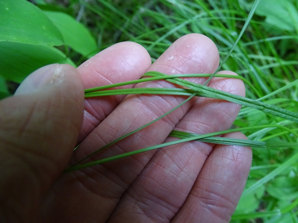 Hand grasping grassy leaves