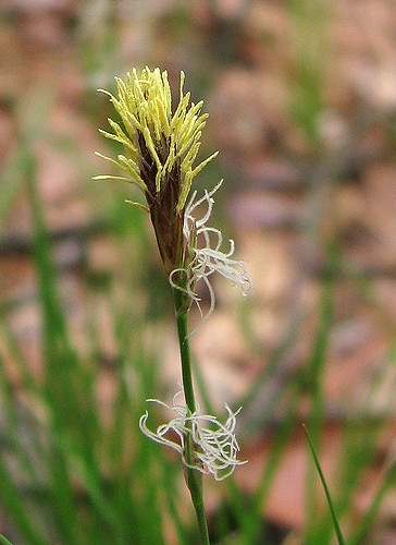 Carex pensylvanica