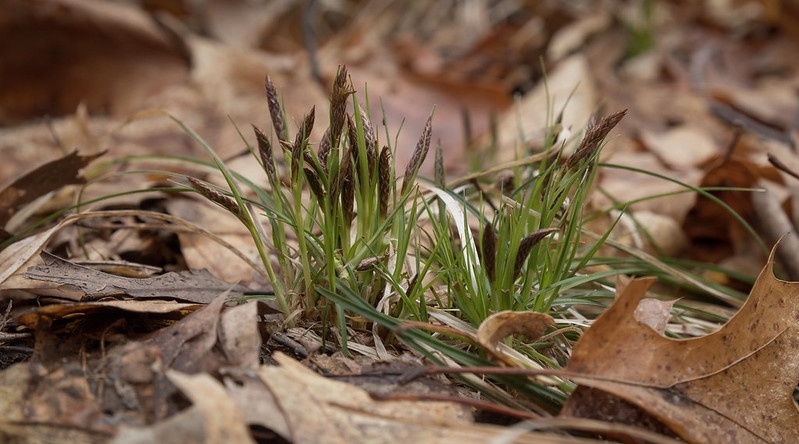 Grassy, fine-textured, clumping plant with erect inflorescences