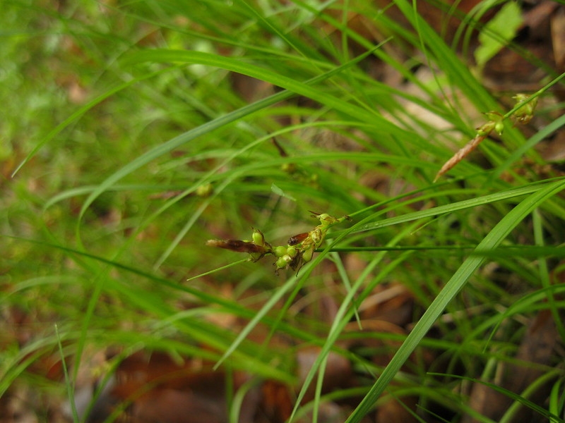 Grassy foliage & an inflorescence with green achenes