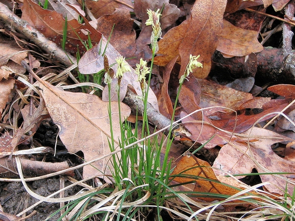 Small grassy plant with erect inflorescences & exserted stamens