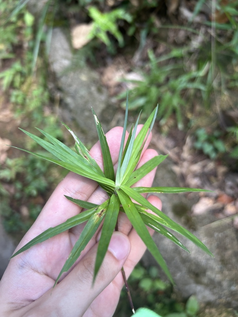 Hand cradling a stem bearing a rosette of leaves