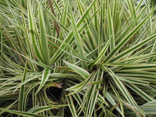 Clumps of grassy foliage with creamy white margins.