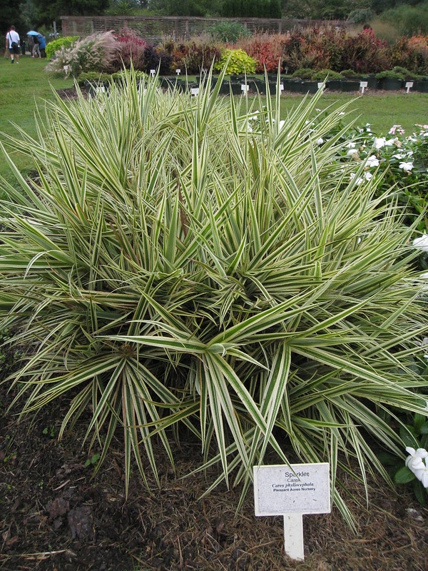 Bed of grassy foliage with creamy white margins.