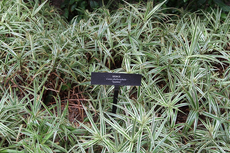 Bed of grassy foliage with creamy white margins.