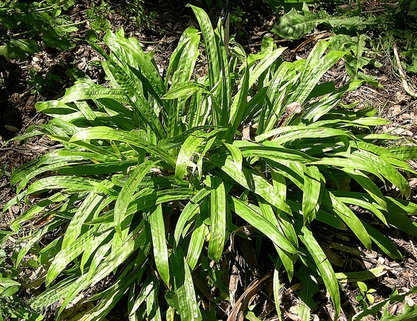 Clump of broad, puckered, lanceolate leaves