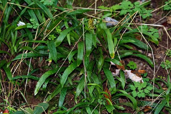 Clump of broad, puckered, lanceolate leaves