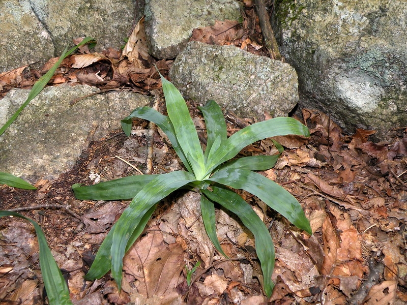 Single rosette of broad, glaucous, grassy leaves next to a rock